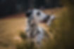 Dalmatian Dog