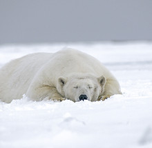 Ours polaire endormi