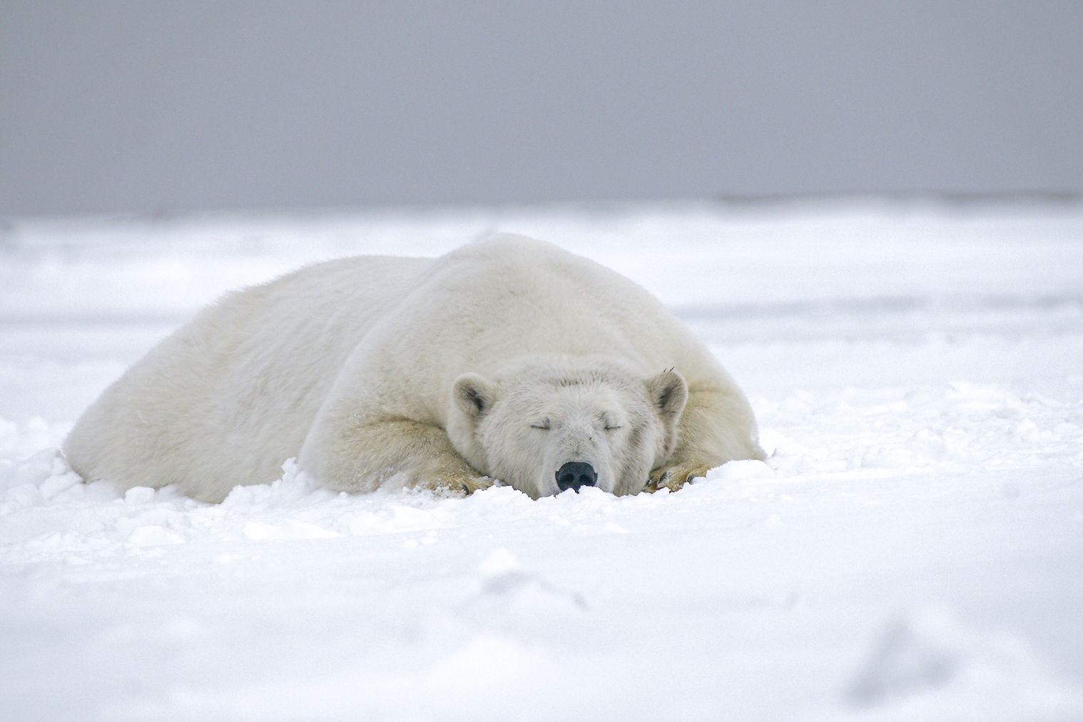 Bear Nap