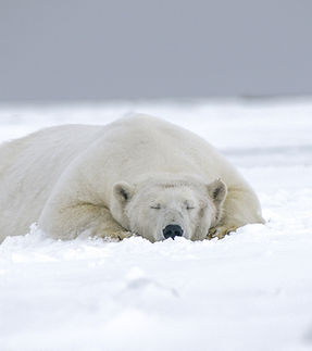 Bear Nap