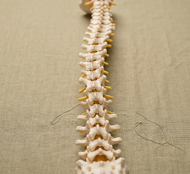 Human Spine Model