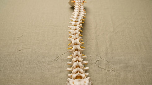 Human Spine Model