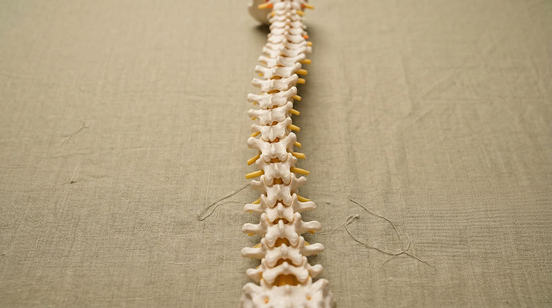Human Spine Model