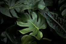 Monstera Leaves Closeup