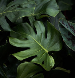 Tropical Leaves