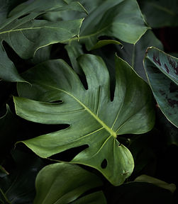 Tropical Leaves