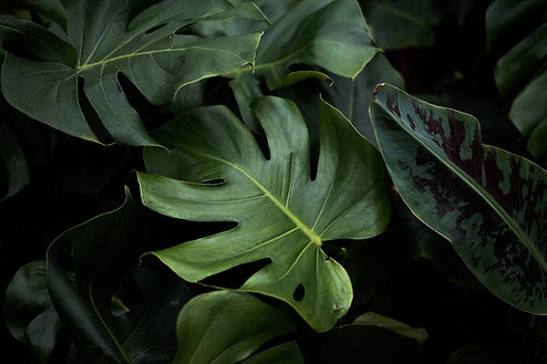 Les feuilles tropicales