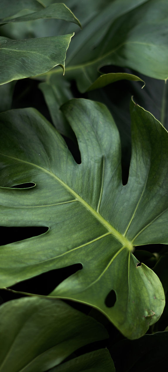 Hoja de Monstera