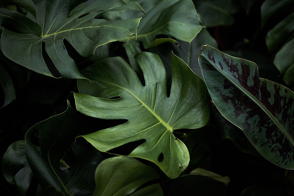 Planta costela de adão em destaque, representando tranquilidade e introspecção no contexto psicanalítico