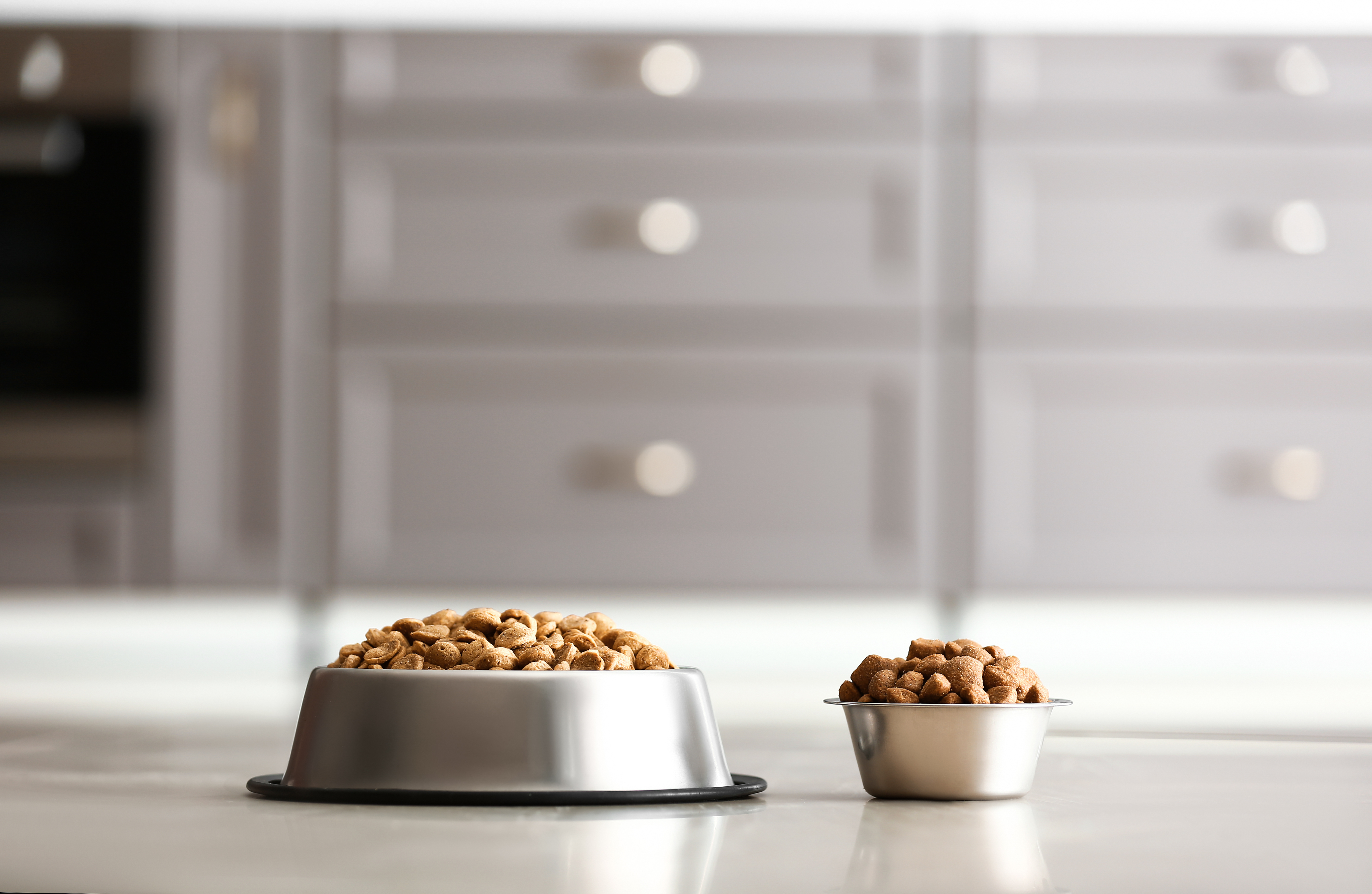 Two Bowls of Pet Food