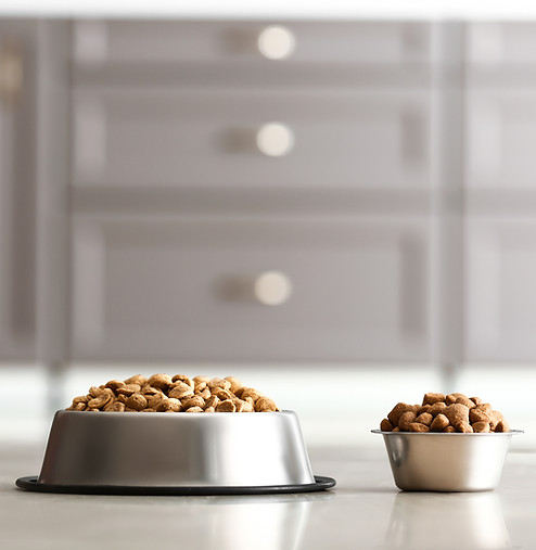 RAKKIIのペット用品の企画・販売事業