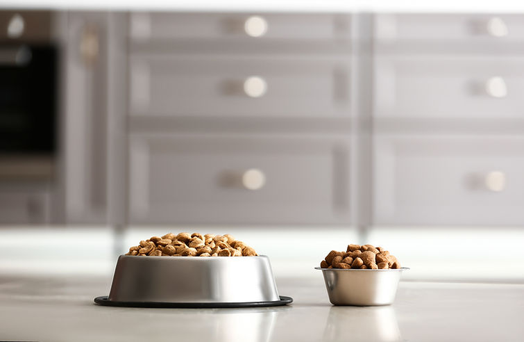 Dog Food Bowls