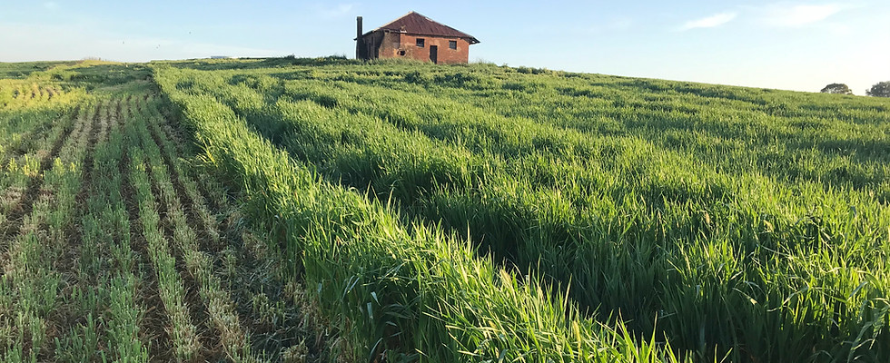 Green Fields