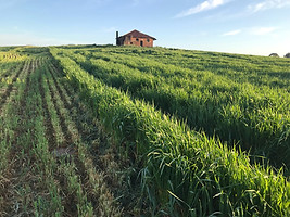 Green Fields