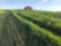 Green Fields