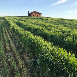 Improving Soil Health on a Southern Saskatchewan Grain Farm