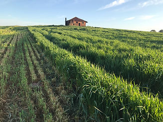 Green Fields