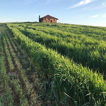 Green Fields
