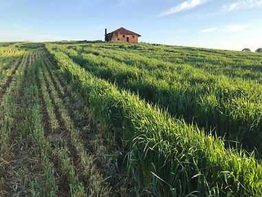 Green Fields