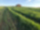 Green Fields