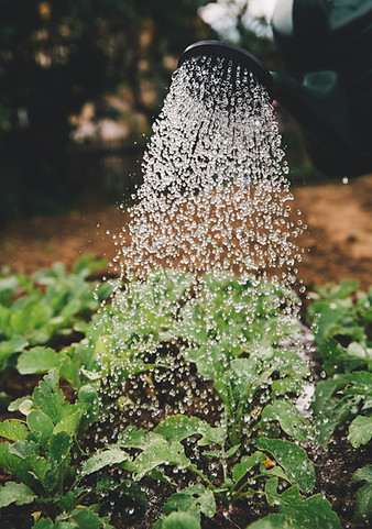Watering Garden Plants