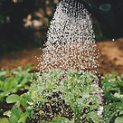 Watering Plants