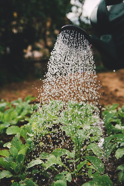 Watering Plants