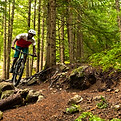 cabalgando en el bosque