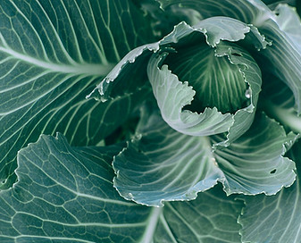 Close-Up Of Cabbage