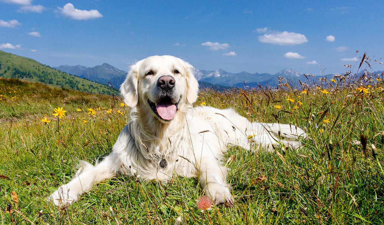 Dog in flower meadow