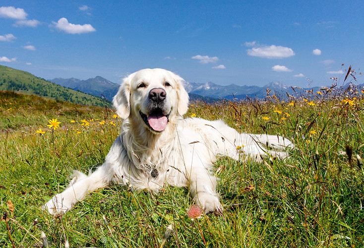 mastication et friandise naturelle chien et chat