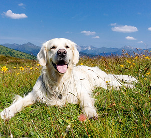 Dog in flower meadow