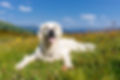 Dog in flower meadow
