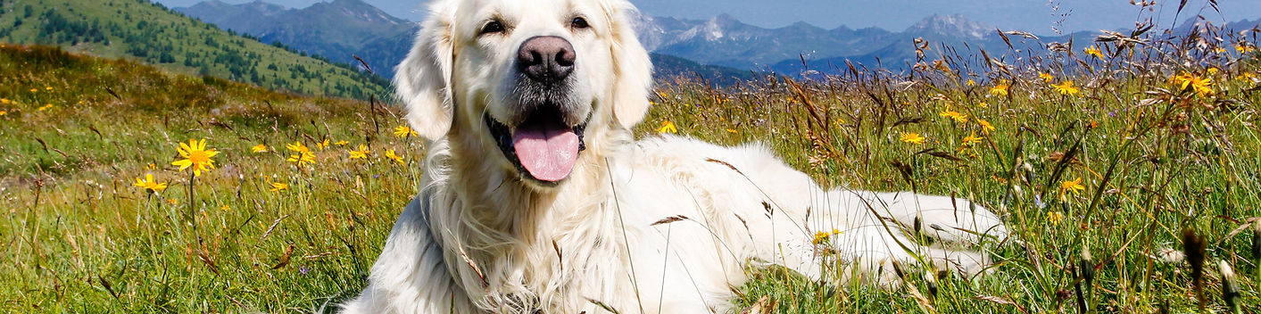 Dog in flower meadow