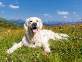 spring pet care for dog in flower meadow