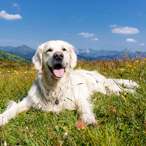 Your Guide to Spring Dog Health Tips! 
