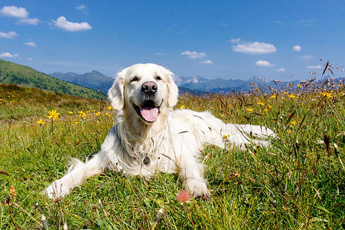 Dog in flower meadow