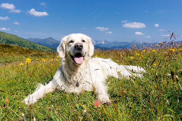 Dog in flower meadow