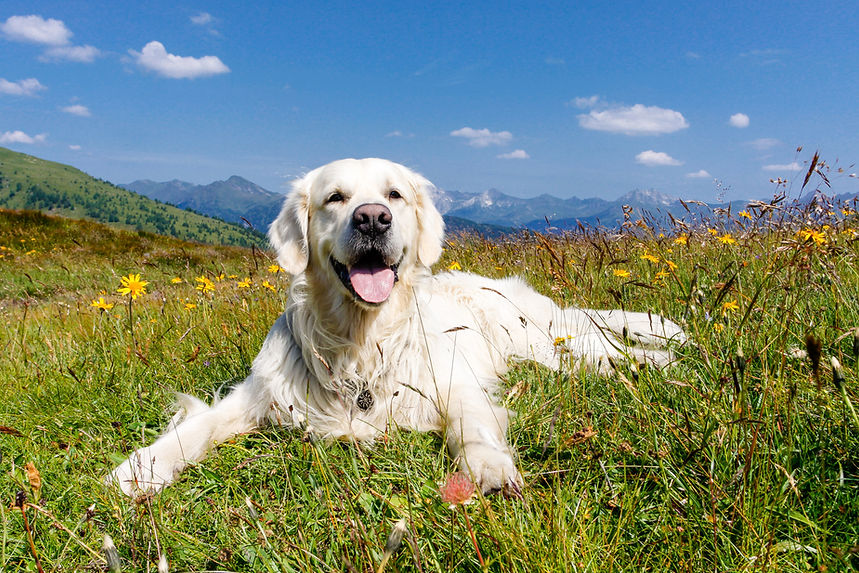 Hund in Blumenwiese