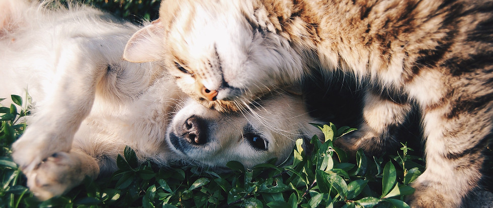 Dog And Cat Bonding