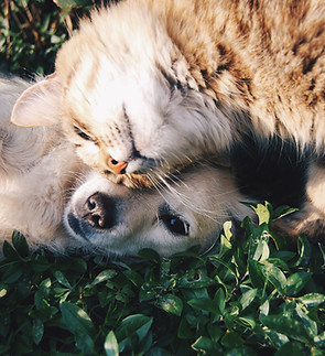 Dog And Cat Bonding