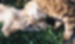 Laços entre cães e gatos