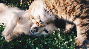 Hund og kat-tilknytning
