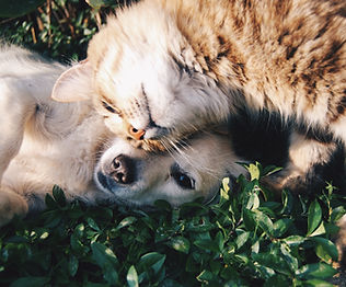 Dog And Cat Bonding