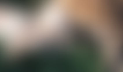 Pet Sitting vs. Boarding: Which Is the Better Choice for Your Pet?