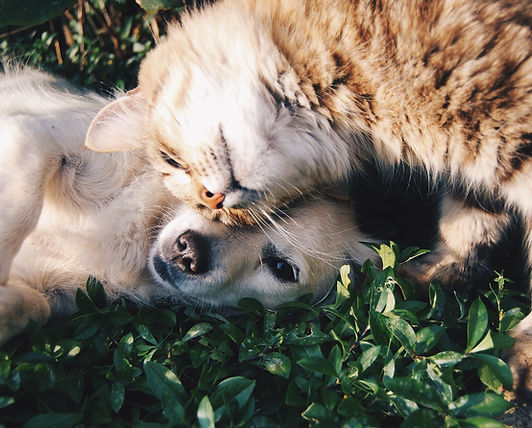 犬と猫の仲間