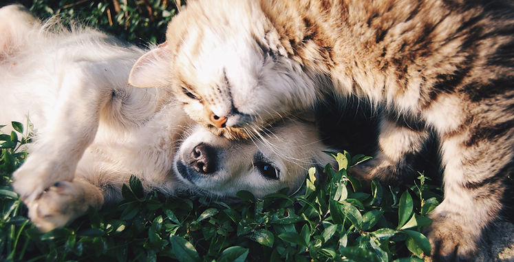 Guide to the Grayson County Humane Society — pet adoption, volunteering, donating, and animal welfare resources in Sherman and Denison, TX. Updated 2026.
