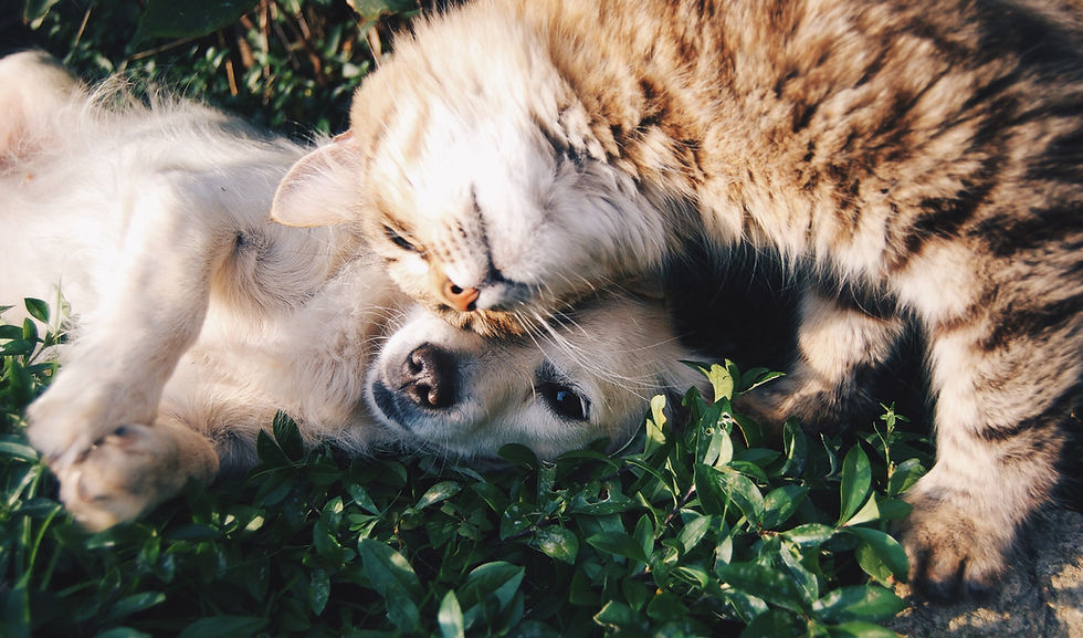 Dog And Cat Bonding