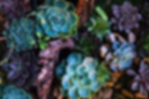 Green and Purple Succulents