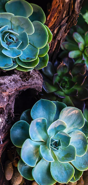 Green and Purple Succulents
